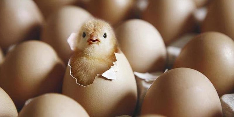 Инкубация яиц  с основами эмбриологии (2023/2024 уч. год) 36.04.02 Зоотехния (очно)